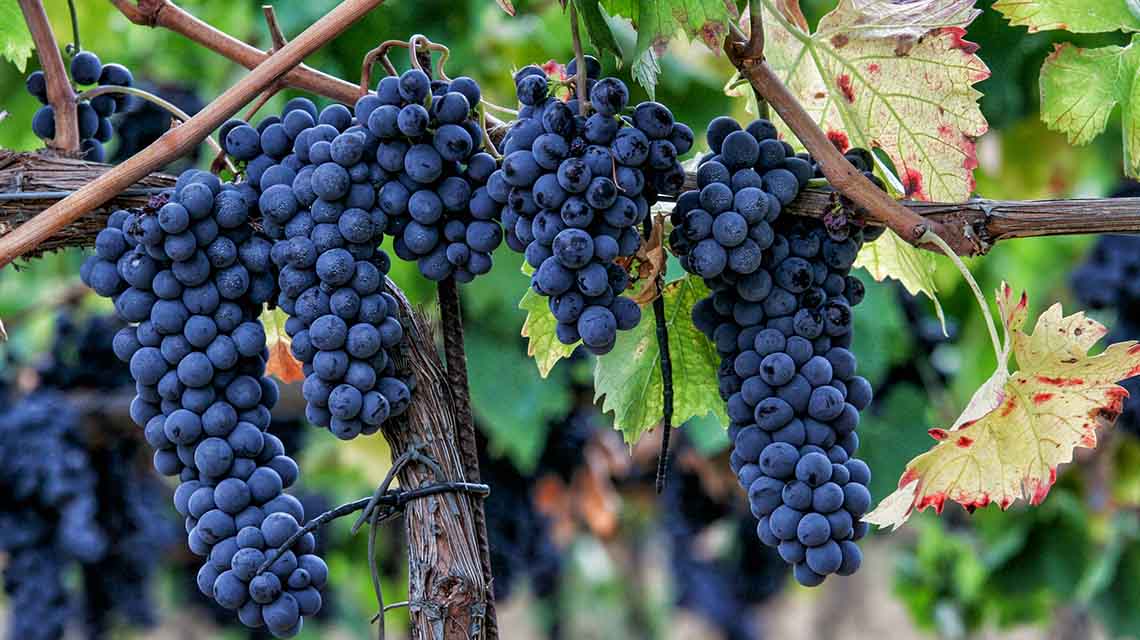 Sagrantino Grapes
