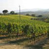 Boscarelli Vineyards