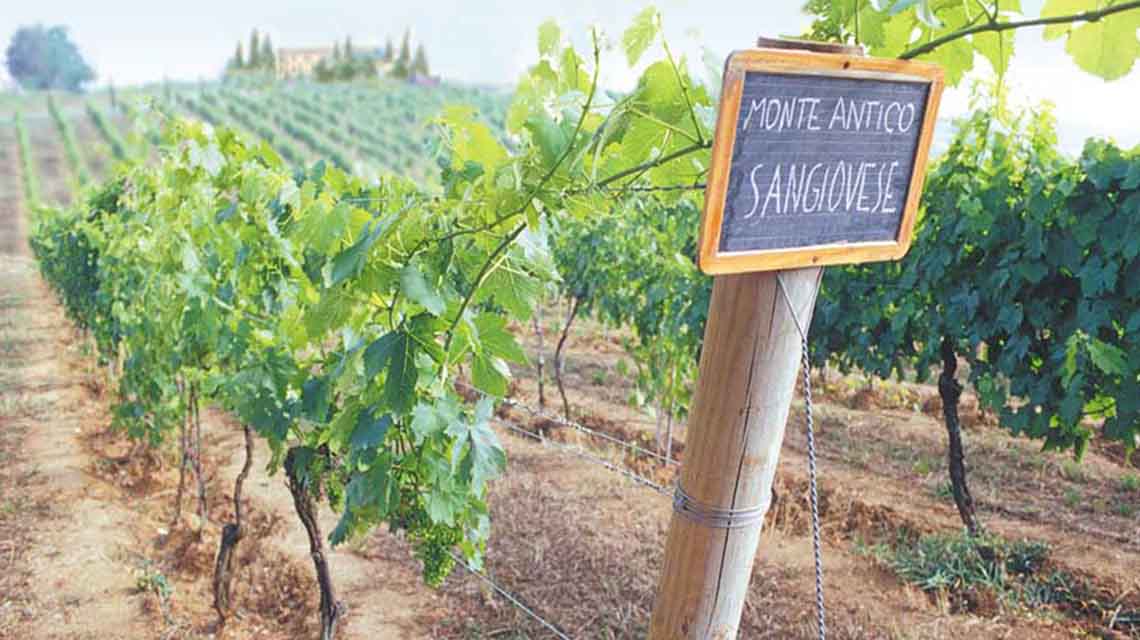 Monte Antico Vineyards