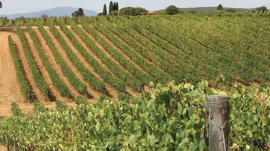 Terrabianca Vineyards