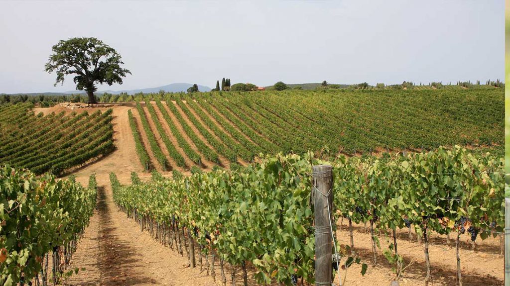 Terrabianca Vineyards